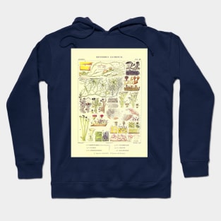 Lichen - Essai sur les cryptogames - Botanical Illustration Hoodie